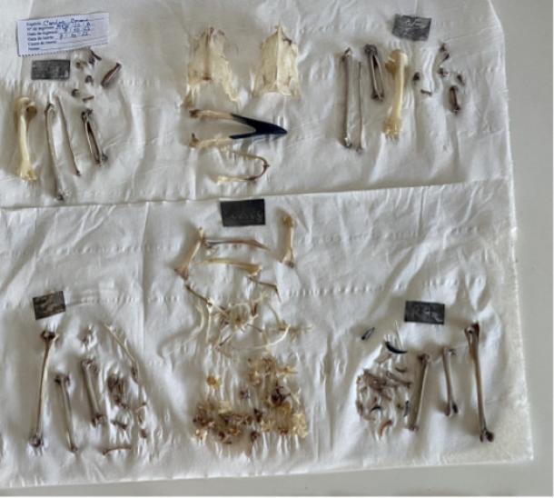 Bones recovered from some of the birds
