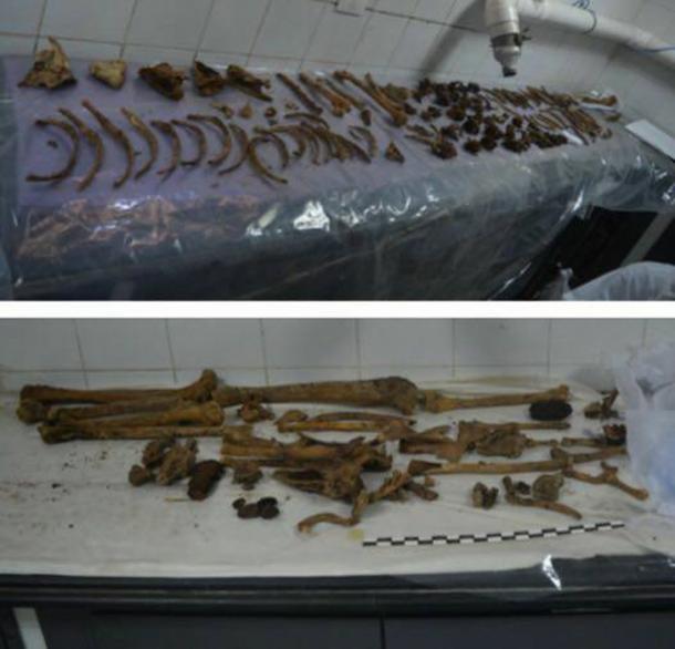 Bones recovered from the black sarcophagus have now been recorded and undergone preliminary examination. (Image: Ministry of Antiquities)