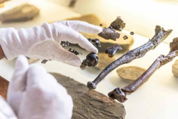 Bones from the hand of a male human ancestor Danuvius guggenmosi, which researchers claimed was a missing link in the evolutionary leap to bipedalism. (Christoph Jäckle / Nature)