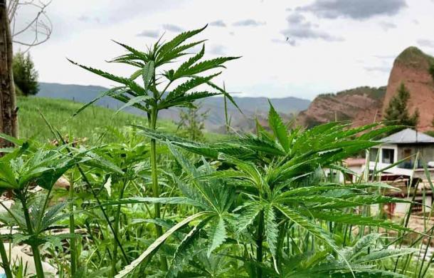 Cannabis landraces in Qinghai province, China have been determined as the forerunners of cannabis domestication. A landrace refers to domesticated, locally adapted, traditional variety of a species of animal or plant that has developed over time. (Guangpeng Ren / Science Advances journal)