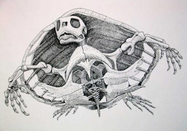 Chelonioidea sea turtle. Author provided.