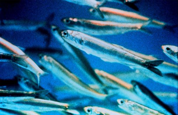 Close-up of modern anchovies, which are much smaller than the prehistoric ‘giant anchovies’. (Public domain)