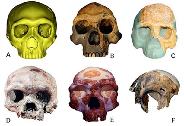 Different types of ancient human fossils in contrast: A. Human fossil from Hualongdong Cave B. Peking Man fossil from Zhoukoudian site C. Fossil of Nanjing Homo erectus D. Human fossil found at the Dali Man site E. Human fossil found at Jinniushan Site F. Fossil of Maba Man. (Wu Xiujie, (Wu Liu et al., Proceedings of the National Academy of Sciences, 2019)