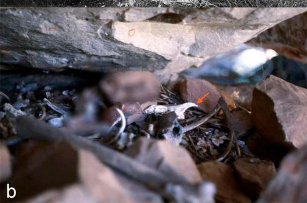 Dingo burial as subject of the study, recorded in a rock shelter crevice at Adcock Gorge, central Kimberley, Australia. (K. Akerman/PLoS ONE)