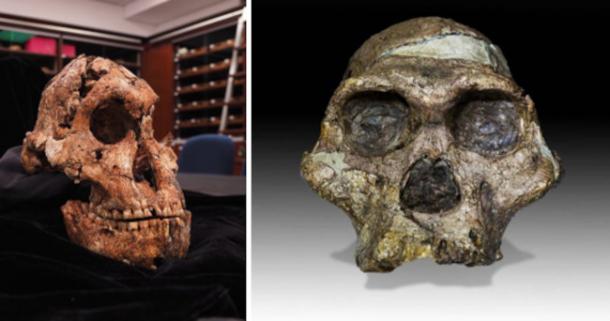 Eastern Africa fossils: Left; the most complete skull of Paranthropus robustus, a female, ever discovered from Drimolen Main Quarry, South Africa. (DrHerries/CC BY-SA 4.0) Right; A 2.1-million-year-old Australopithecus africanus specimen from Sterkfontein cave, S. Africa.