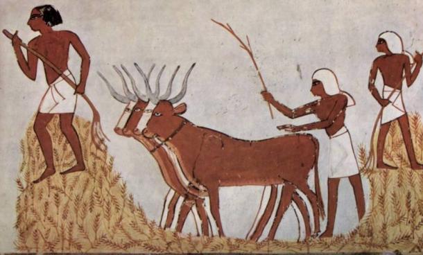 Egyptians with domesticated cattle and corn circa 1422-1411 BC.