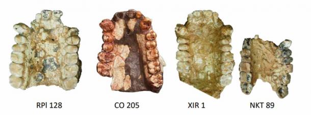 From Figure 5 in this breakthrough study on our human ancestors.  Occlusal views of male Ouranopithecus (fossils) and Anadoluvius (cast) palates. (Sevim-Erol, A., Begun, D.R., Sözer, Ç.S. et al/Nature)