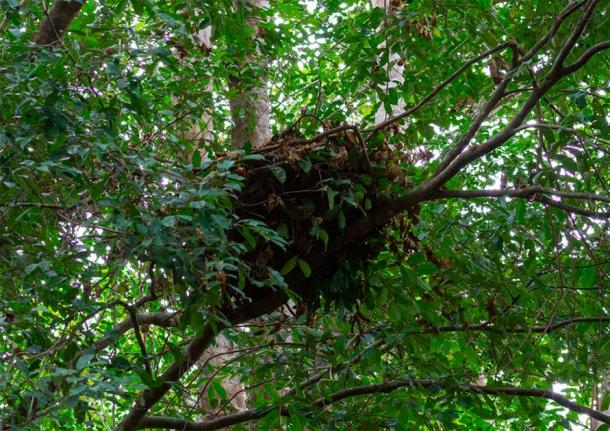 Flores hobbits built tree nests to protect themselves from predators and from possible floods. Chimpanzee tree nest. (Gregoire Dubois/CC BY-NC-SA 2.0)
