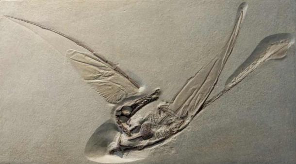 Fossil imprint of Rhamphorhynchus, a flying pterosaur from the Jurassic period. (Wollwerth Imagery / Adobe Stock)