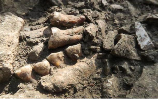 Fossilized remains of Neanderthal Thorin. 