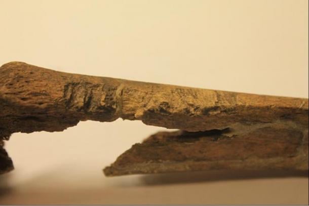 From the Viking skeletal study: Weapon related lesions identified on sacrum side and tibia. 