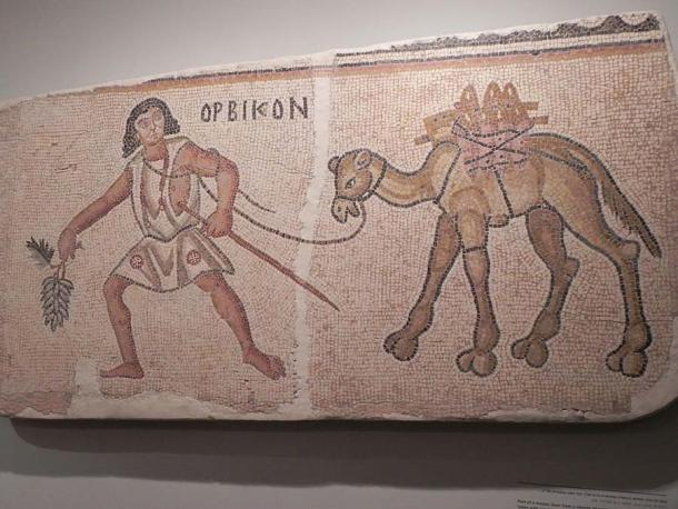 Gaza jars likely full of Ashkelon wine carried on a camel in a mosaic in a church from the Byzantine period in the Holy Land. (yoav dothan / GFDL)