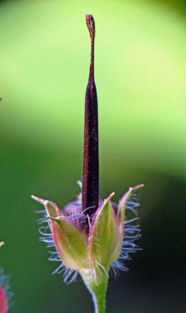 Geranium Seed Capsule. A geranium’s seed pod has been compared to the head and bill of a crane. (BlueRidgeKitties/CC BY-NC-SA 2.0)