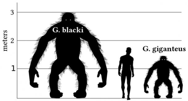 The Real Bigfoot Gigantopithecus Would Have Been Terrifying To Our