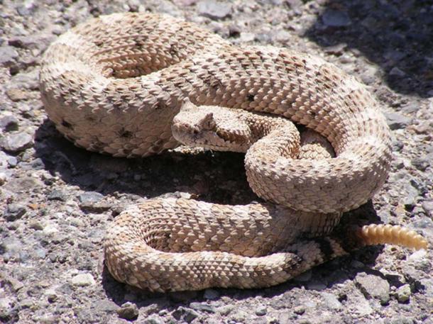 Horned rattlesnake. At Mesquite Springs Campground, Death Valley National Park, California