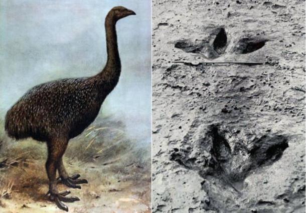 Left: Illustration of a Moa. Right: Preserved footprint of a Moa (public domain)