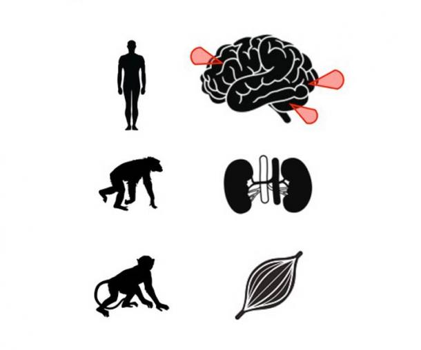 Illustration showing the species and tissues used for metabolite measurements within the study which has identified the genetic mutation. (Stepanova et. al. / eLife)