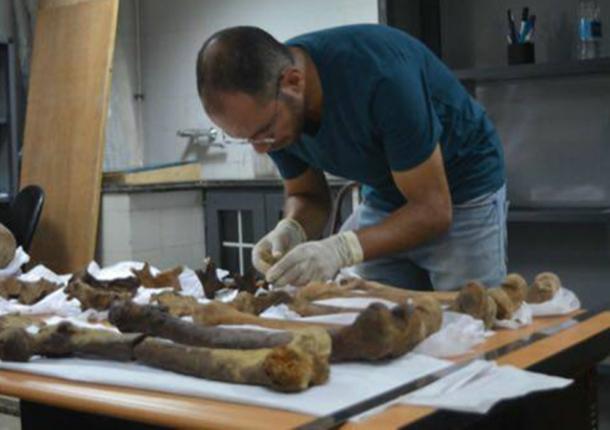 Initial anthropological assessment. (Image: Ministry of Antiquities)