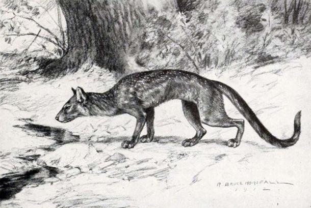 Life restoration of Hesperocyon (formerly Cynodictis) gregarius from W.B. Scott's â€˜A History of Land Mammals in the Western Hemisphereâ€™ 