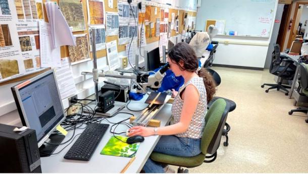 Madeleine Wenger works on samples for the project in the Cornell Tree-Ring Laboratory. (Cornell Tree-Ring Laboratory/Cornell University)