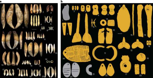 Material used for Gravettian personal ornaments. Left) Types of teeth used as ornaments identified at occupation and burial sites attributed to the Gravettian. Right, Shaped ornaments and modified bones identified at occupation and burial sites attributed to the Gravettian. (J. Baker, et al/Nature)