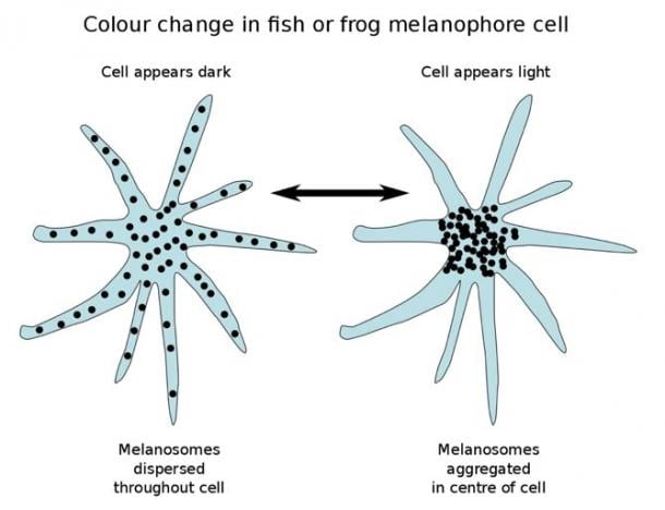 Los melanóforos con melanosomas dispersos aparecen oscuros;  con melanosomas agregados parecen ligeros.