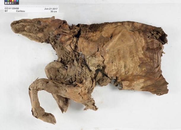   Mummified caribou found in Yukon. (© Government of Canada, Canadian Institute of Conservation) 