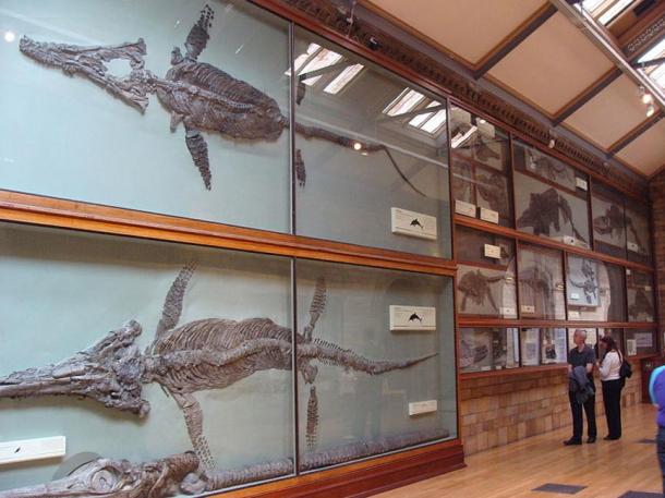 Several Ichthyosauria in the Natural History Museum of London. Human visitors show the scale of the various beasts – both great and small.