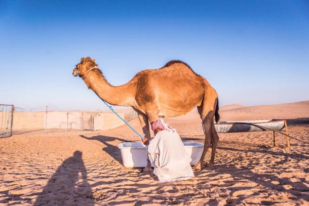 A nomadic herder preparing to milk his camel. Source: georgeoprea9 / Adobe Stock