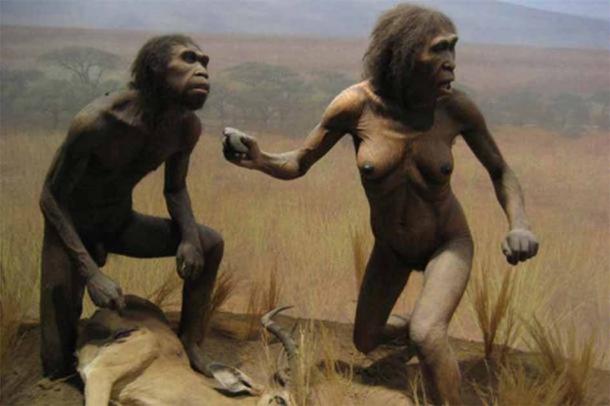 NYC Spitzer Hall of Human Origins - Homo Ergaster, dating back 2 million years. (Wally Gobetz/CC BY-NC-ND 2.0)