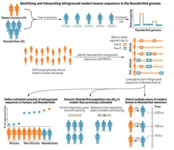 Geneticists Display How Neanderthals By no means In reality Went Extinct