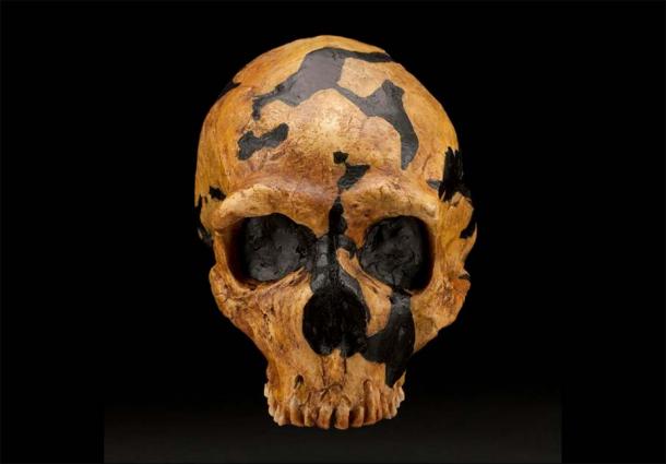 Neanderthal skull recovered from Shanidar Cave. (James Gordon / CC BY 2.0)