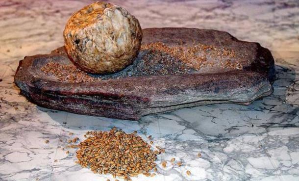 A Neolithic grinding stone for grain. 