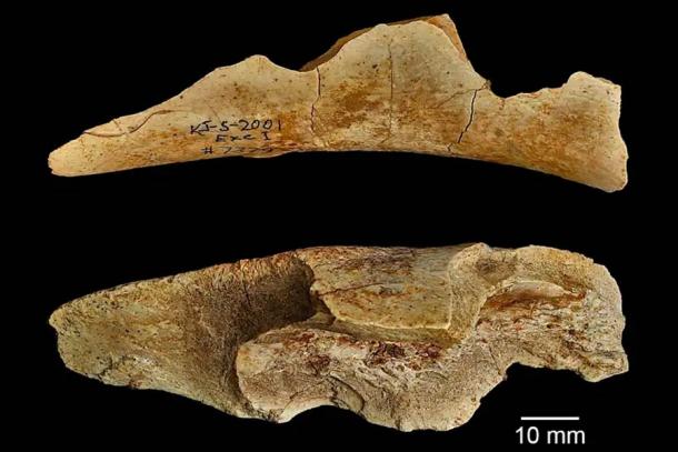 Notches on a bone left by ancient hunter butchering activity. (Jennifer A. Parkinson, Thomas W. Plummer, James S. Oliver, Laura C. Bishop)