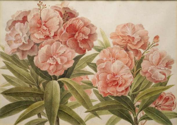 Oleander Flowers, watercolour (1870s or 1890s) by Johann Heinrich Müller (1825-1894). (Public Domain)