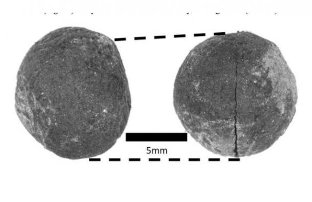 One unusual crop that Mueller uncovered was field pea, burnt but perfectly intact. Peas were not previously considered to be part of early agriculture in this region. (Courtesy of Proc. Royal Soc. B/CC BY SA 4.0)