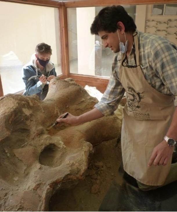 Paleontologist Advait Jukar cleans giant elephant head found in Kashmir Valley in 2000.