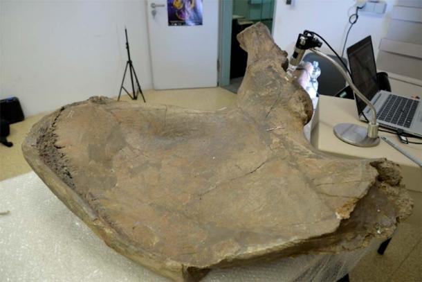 Pelvis of Gröbern elephant remains during inspection for cut marks. (Lutz Kindler/PNAS)