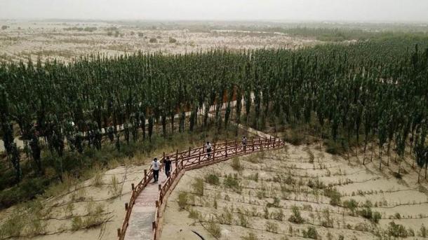 People walk across a bridge in the man-made woods in Kashgar, China, which are said to increase drought when non-indigenous trees are used. (Zhang Guigi / China Daily)