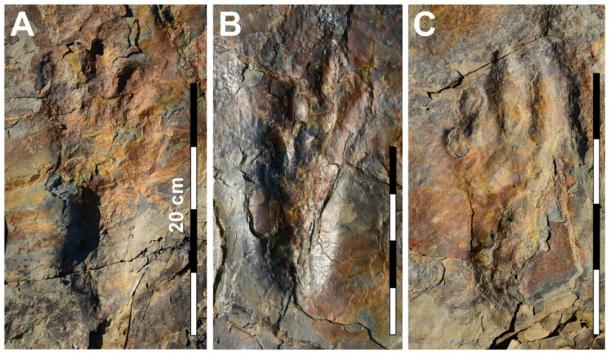 Photographs of well-preserved in situ Batrachopus grandis ichnosp. nov. track impressions. (Image: Kyung Soo Kim, Chinju National University of Education, Kyungnam, South Korea / Nature)