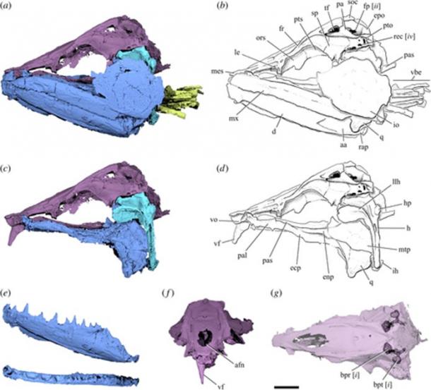 Pictured, the cranial anatomy of Clupeopsis straeleni (‘the giant anchovies’) as revealed by the CT scans. This extinct fish may have grown to be around 20 inches (1/2 meter) long and was likely a predator that ate other fish. Bottom left in light blue shows the sharp fangs on the bottom jaw. Bottom center reveals the large saber-tooth from the top jaw. Other images are scans or sketches of the fossil fragments. (Capobianco et al. / Royal Society Open Science)