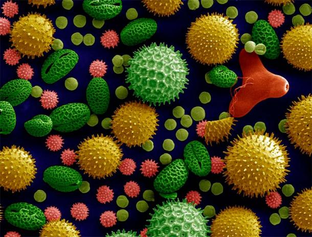 Pollen can be a useful tool for dating evidence of human settlement. (Public Domain)