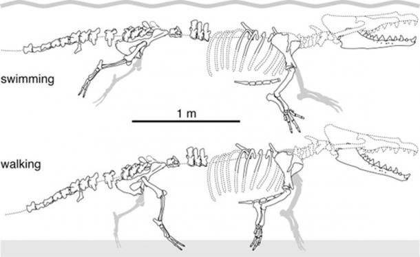 Retained parts of the skeleton of Peregocetus pacificus, the ancient whale. (G. Bianucci / Cell Press / Fair Use)