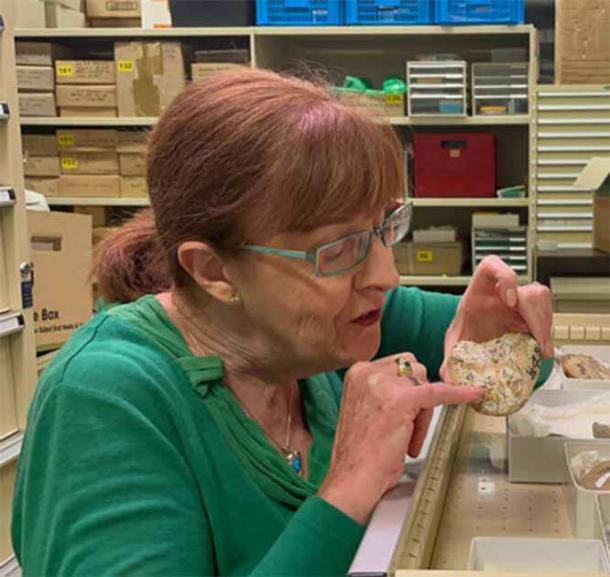 Professor Kate Trinajstic of Curtin University inspects the ancient fossil containing the 380-million-year-old fossilized heart at the Western Australian Museum. Source: Curtin University