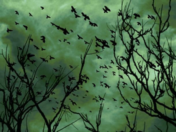 flocks of crows omen