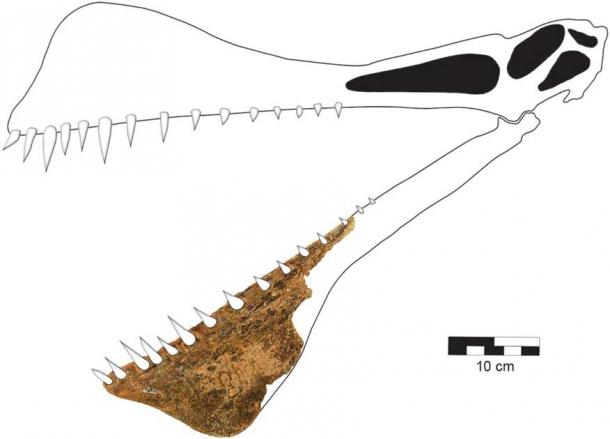Reconstruction of the skull of Thapunngaka shawi, the largest Australian pterosaur ever, from the original fossil fragment found by Len Shaw. This pterosaur’s powerful and wide jaws would have been perfect for grabbing fish. (Journal of Vertebrate Paleontology)