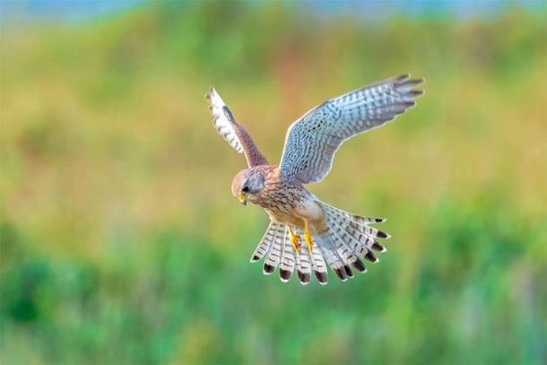 Researchers theorize that the flutes were used to ‘call’ sparrowhawks and kestrels like these in ancient times. (Sander Meertins /Adobe Stock)