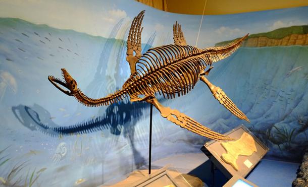 Sightings may have been prompted after dinosaurs’ fossils were discovered. Restored skeleton of plesiosaurus. (FunkMonk / CC BY-SA 2.0)