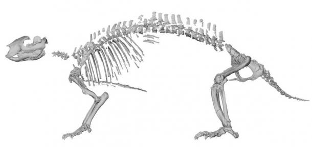 Skeletal reconstruction of Adalatherium hui (‘crazy beast’). Lateral view based on computed tomography scans of individual elements. (Simone Hoffmann / Nature)