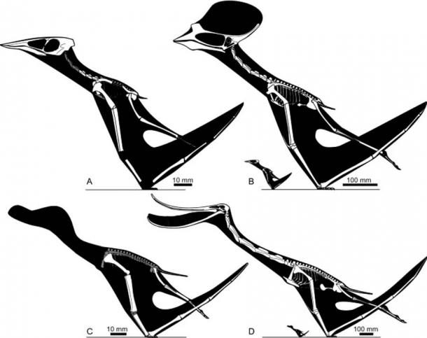 Skeletal restorations of pterosaur taxa (hatchlings and adults) used in the recent study. (A) Sinopterus dongi hatchling; (B) S. dongi hatchling compared to adult; (C) Pterodaustro guinazui hatchling; (D) hatchling compared with adult. White shading indicates well-represented bones requiring no or only minimal reconstruction, grey shading indicates elements which are represented in fossils but are difficult to reconstruct accurately. (Scientific Reports)